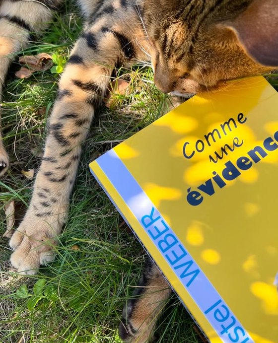 Le roman Comme une évidence posé dans l'herbe à côté d'un chat